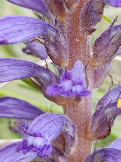 Orobanche lavandulacea, photographed by Riccardo Rocca