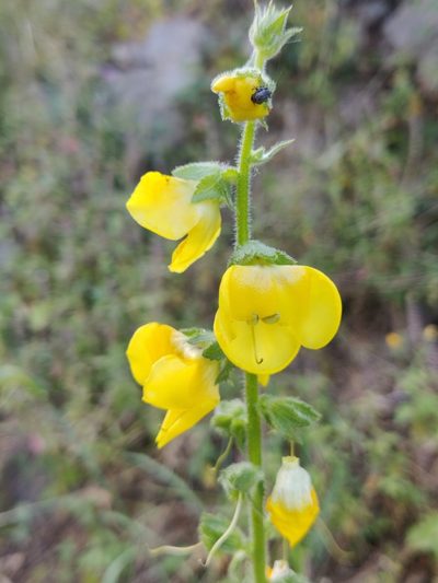 Verbascum creticum, photographed by Riccardo Rocca