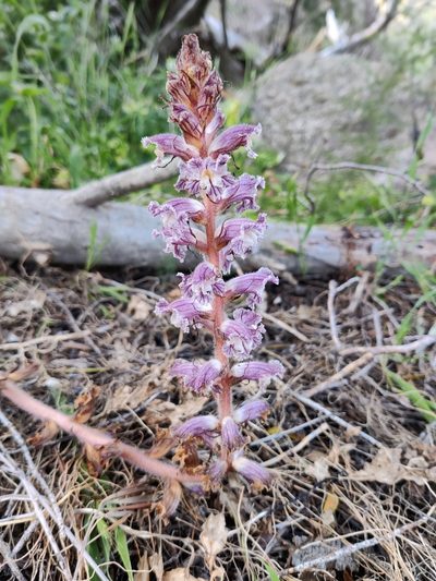 Orobanche crenata, photographed by Riccardo Rocca