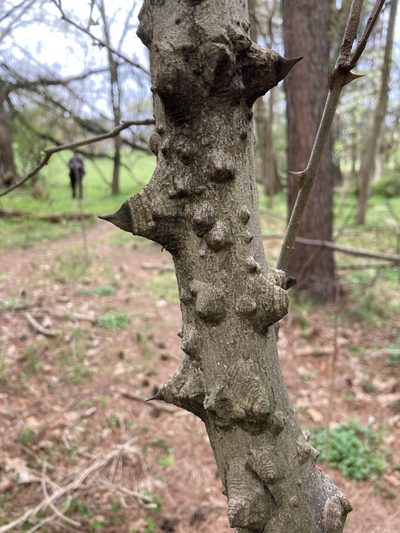 Zanthoxylum simulans, photographed by mecarr
