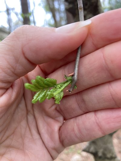 Zanthoxylum simulans, photographed by mecarr