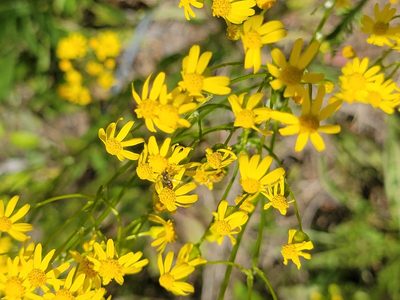 Packera anonyma, photographed by Rebecca Gimenez Husted