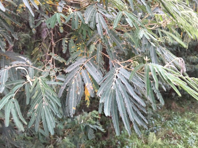 Mimosa scabrella, photographed by B. Phalan