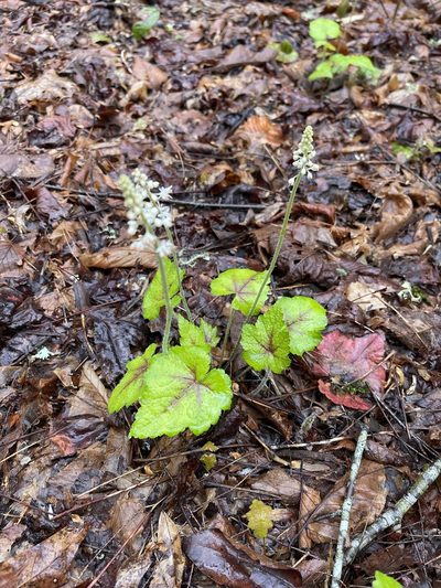 Tiarella austrina, photographed by Brandon Corder