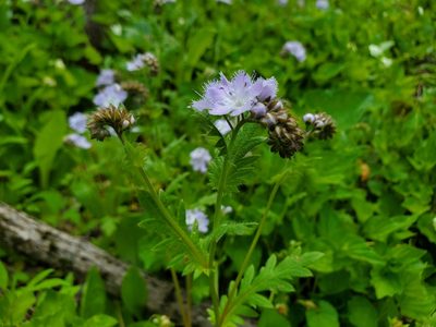 Phacelia purshii, photographed by Will Kuhn