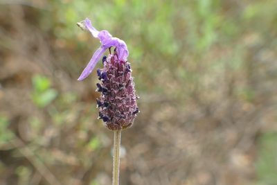 Lavandula pedunculata, photographed by Sara Navarro