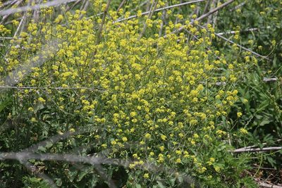 Rapistrum rugosum, photographed by Andy Jordan
