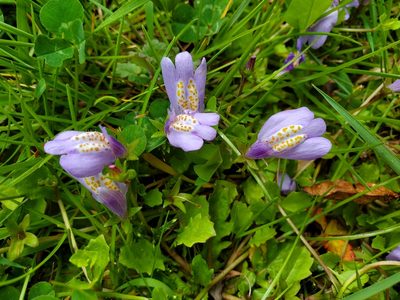 Mazus miquelii, photographed by Will Kuhn