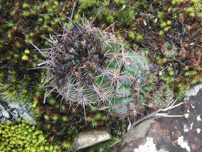 Parodia linkii, photographed by B. Phalan