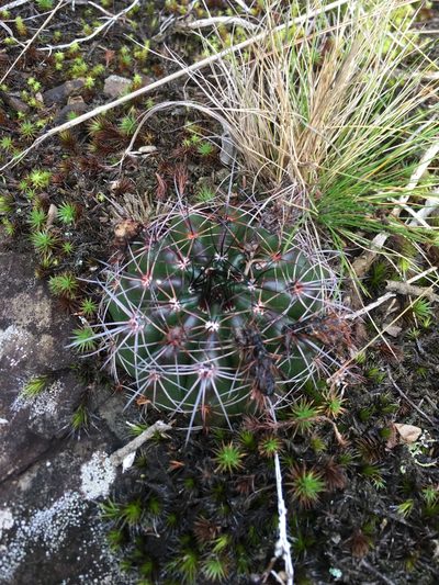 Parodia linkii, photographed by B. Phalan