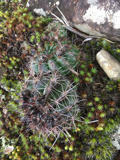 Parodia linkii, photographed by B. Phalan