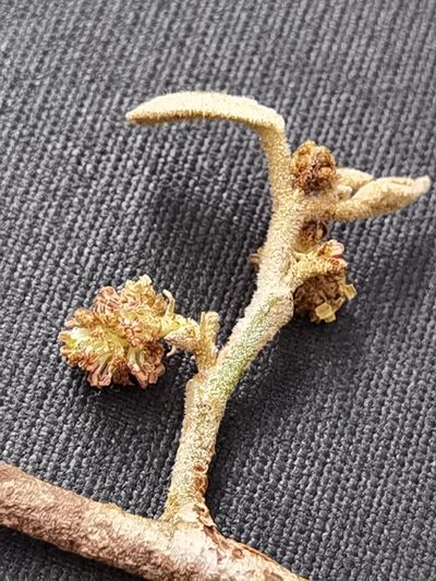 Molinadendron guatemalense, photographed by Eduardo Chacón Madrigal