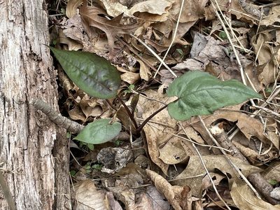 Eurybia divaricata, photographed by Tom Pollard