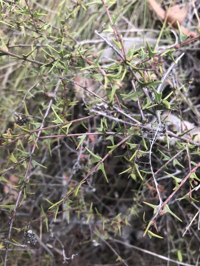 Acacia gunnii, photographed by Connor Margetts