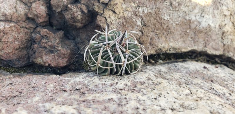 Stenocactus phyllacanthus, photographed by Ricardo Olivo Rodríguez
