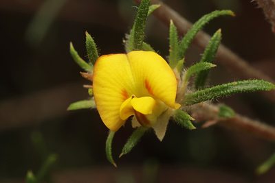 Phyllota pleurandroides, photographed by Connor Margetts