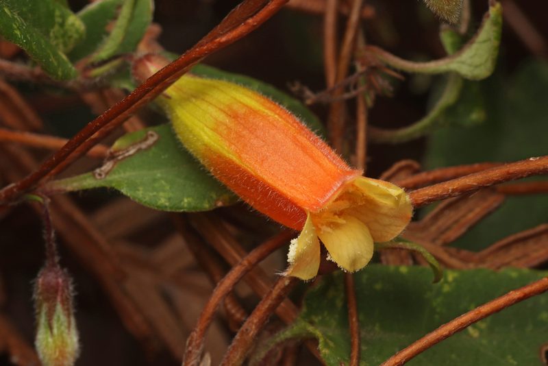 Marianthus bignoniaceus, photographed by Connor Margetts