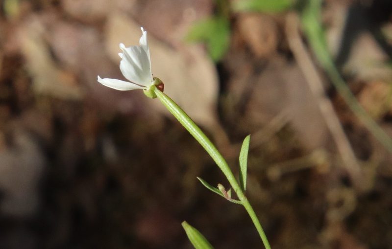Clarkia epilobioides, photographed by Millie Basden