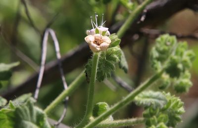 Phacelia ramosissima, photographed by Millie Basden