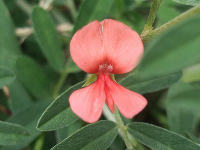 Indigofera miniata, photographed by Rodolfo Salinas Villarreal