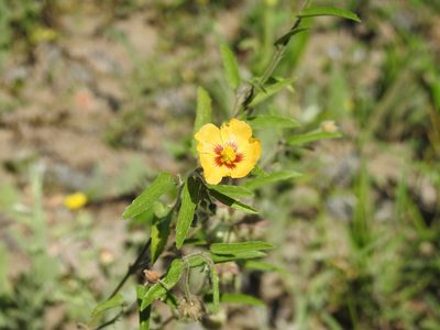 Gaya parviflora, photographed by Eduardo Luis Beltrocco
