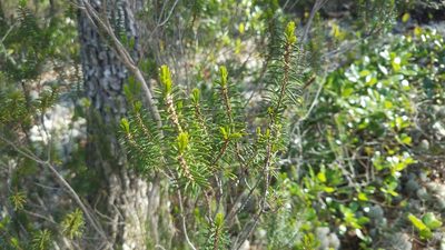 Ceratiola ericoides, photographed by Leigha S
