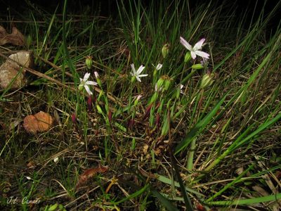 Eudianthe laeta, photographed by José Luis Camaño