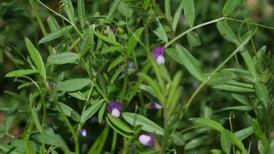 Vicia lathyroides, photographed by Nathan T. Jones