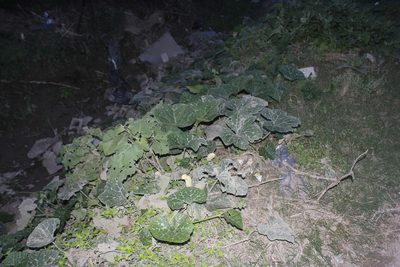 Cucurbita maxima, photographed by Juan Cruzado Cortés