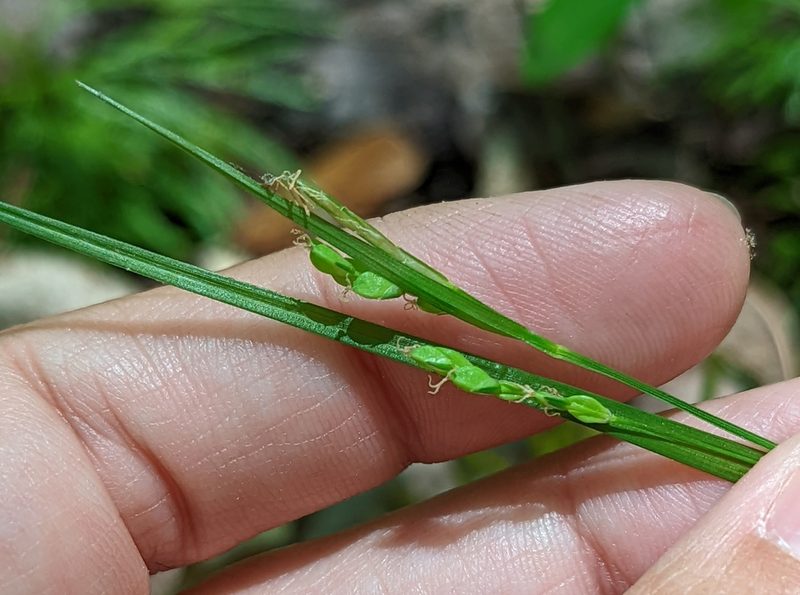 Carex digitalis, photographed by Alison Northup