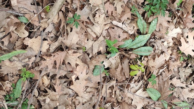 Erythronium dens-canis, photographed by Andrea Mologni