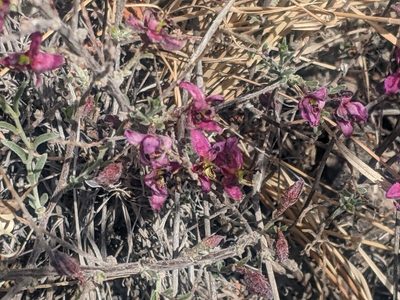 Krameria erecta, photographed by Norveig