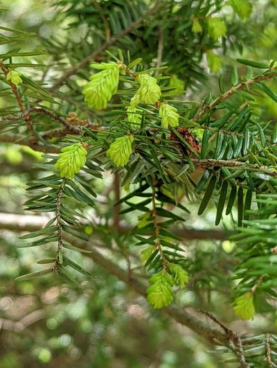 Tsuga caroliniana, photographed by Alison Northup