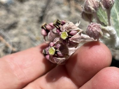Asclepias californica, photographed by Kristen Nelson