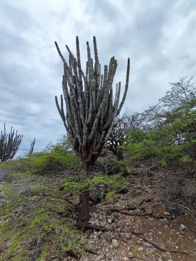Cereus repandus, photographed by Dimitri Brosens