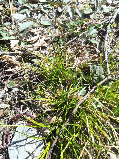 Carex tonsa, photographed by Mike Zifkin