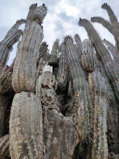 Cereus repandus, photographed by Dimitri Brosens