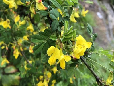 Hippocrepis emerus, photographed by Jason Grant