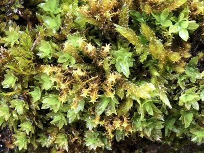Geheebia ferruginea, photographed by Jason Grant