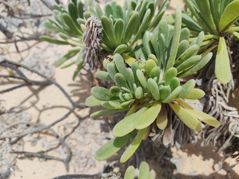 Tournefortia gnaphalodes, photographed by Dimitri Brosens