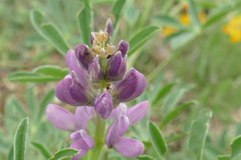 Lupinus hispanicus, photographed by Sara Navarro