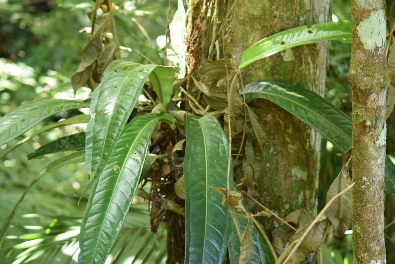 Anthurium sellowianum, photographed by Cajá-manga