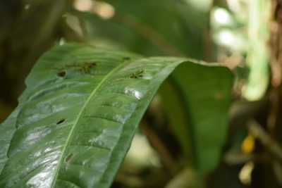 Anthurium sellowianum, photographed by Cajá-manga