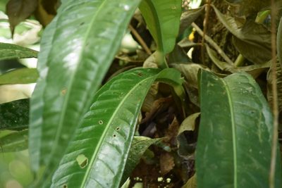 Anthurium sellowianum, photographed by Cajá-manga