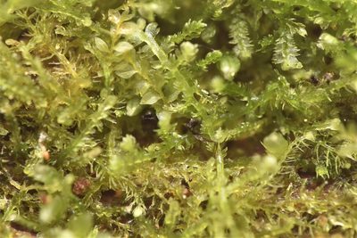 Lepidozia reptans, photographed by Braden J. Judson
