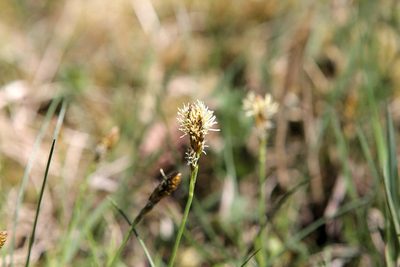 Carex caryophyllea, photographed by jfgodeau