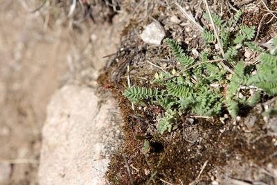 Ornithopus perpusillus, photographed by jfgodeau