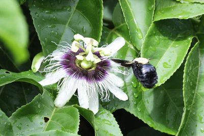 Passiflora edulis, photographed by Tommy Andriollo