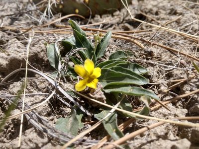 Viola nuttallii, photographed by Eric Watts
