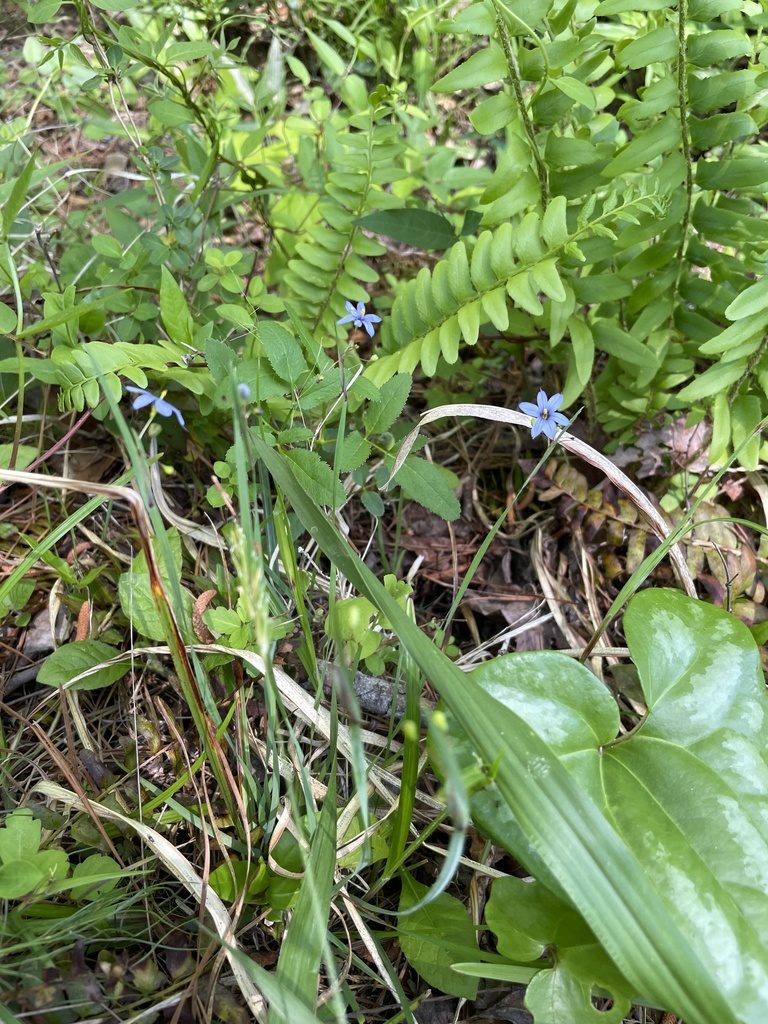 Sisyrinchium mucronatum, photographed by Becky Dill